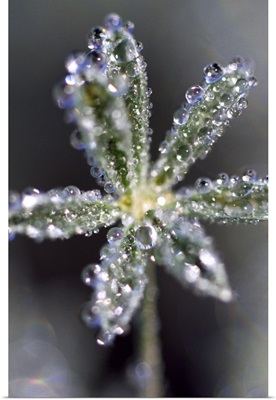 Dewdrops on lupine leaves, close up, Oregon