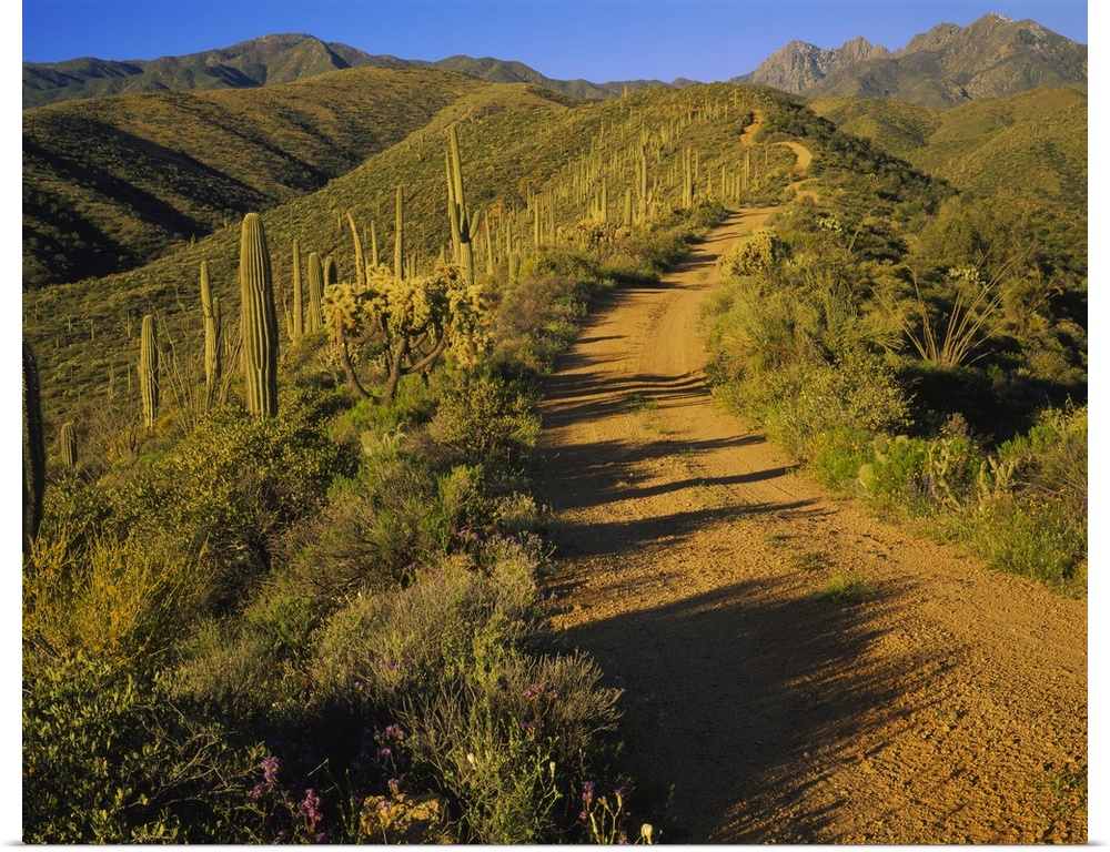 Dirt road leading to a mountain, Tonto National Forest, Maricopa County, Arizona