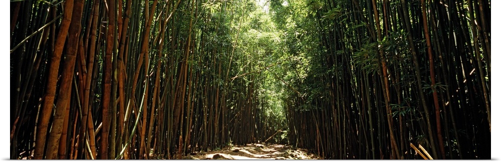 Panoramic photograph of trail lined with tall bamboo trees.