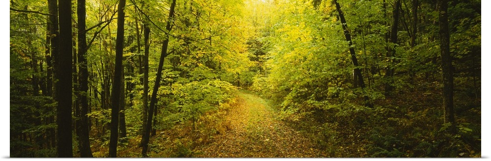 This photograph is a forest scene of a path through the dense undergrowth on a panoramic canvas.