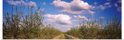 Dirt road passing through an almond orchard, Central Valley, California,