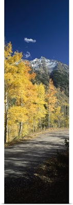 Dirt road passing through autumn forest, San Juan Mountains, Durango, La Plata County, Colorado,