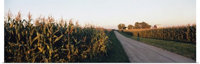 Dirt road passing through fields, Illinois