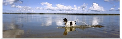 Dog jumping in water, Pomene, Mozambique