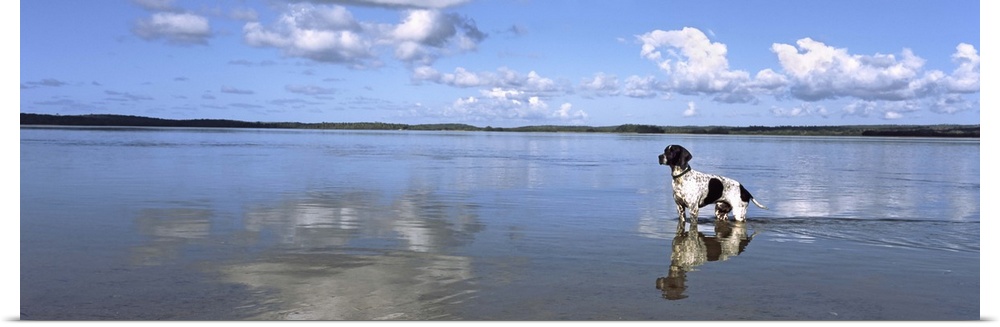 Dog standing in water, Pomene, Mozambique