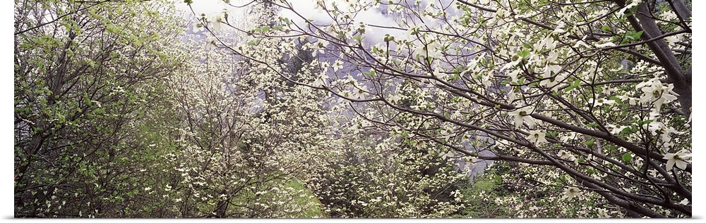 Big panoramic canvas photo of flowers blooming on trees in a forest up close.