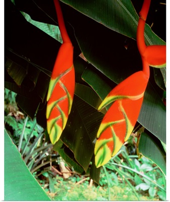 Dominica, Papillote Wilderness Retreat, Close-up of Heliconia