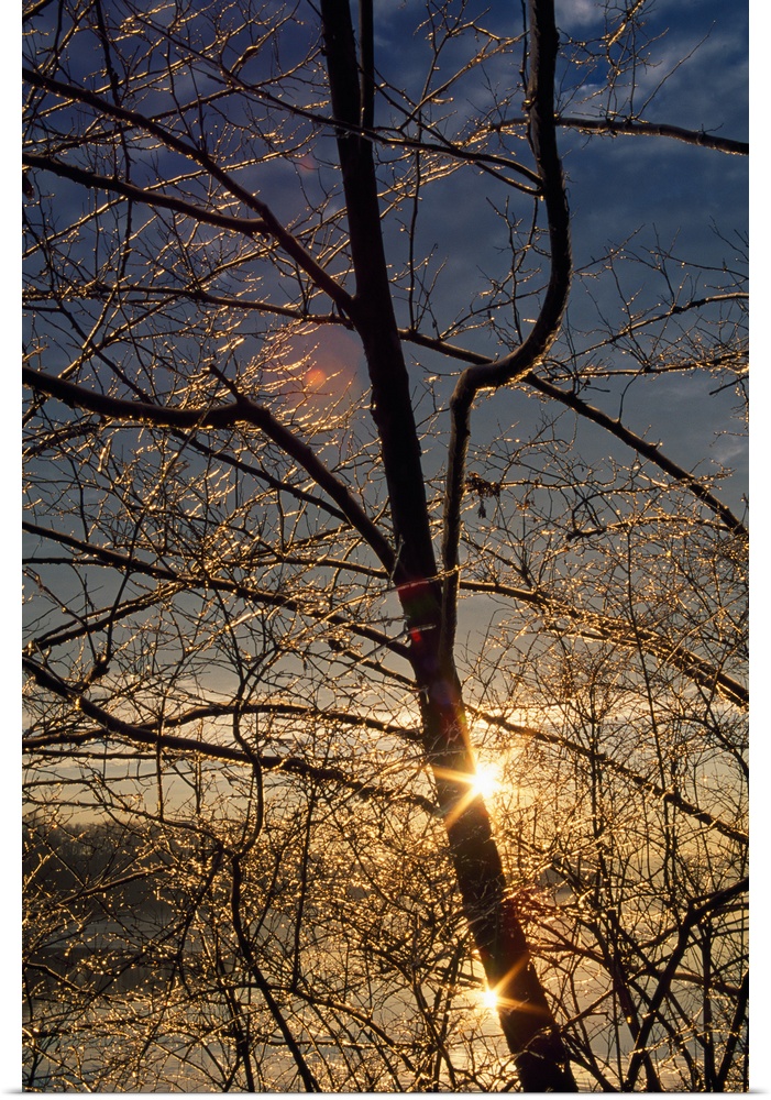 Double sunstar behind frosted tree branches, Maryland
