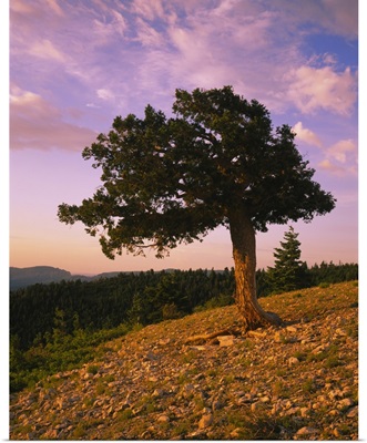 Douglas fir on a landscape, Kaibab Plateau, Salle Mountain Wilderness Area, Kaibab National Forest, Coconino County, Arizona