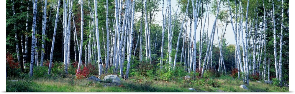 Wide angle photograph of a forest full of downy birch trees surrounded by green foliage, in Shelburne, New Hampshire.