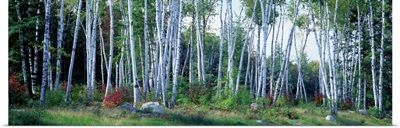 Downy birch (Betula pubescens) trees in a forest, Shelburne, Coos County, New Hampshire
