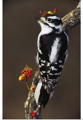 Downy woodpecker on tree branch with berries, Michigan