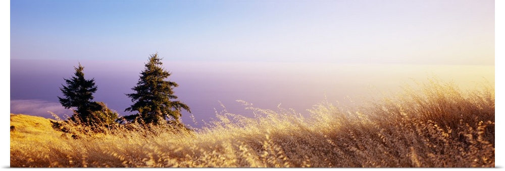 Dry grass on the mountain with ocean in the background, Pacific Ocean, Mt Tamalpais, Marin County, California