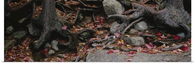 Dry leaves on the roots of trees, White Mountains, New Hampshire