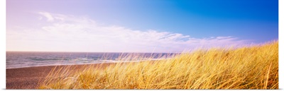 Dry tall grass on the beach, Point Reyes National Seashore, California