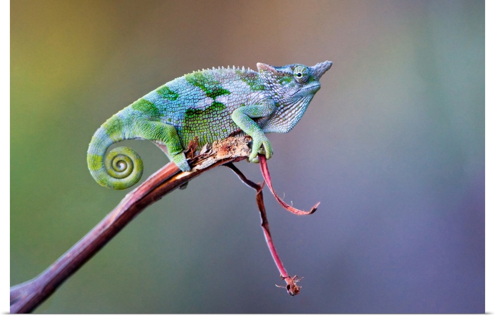Dwarf chameleon (Bradypodion) on a twig, Usambara Mountains, Tanzania