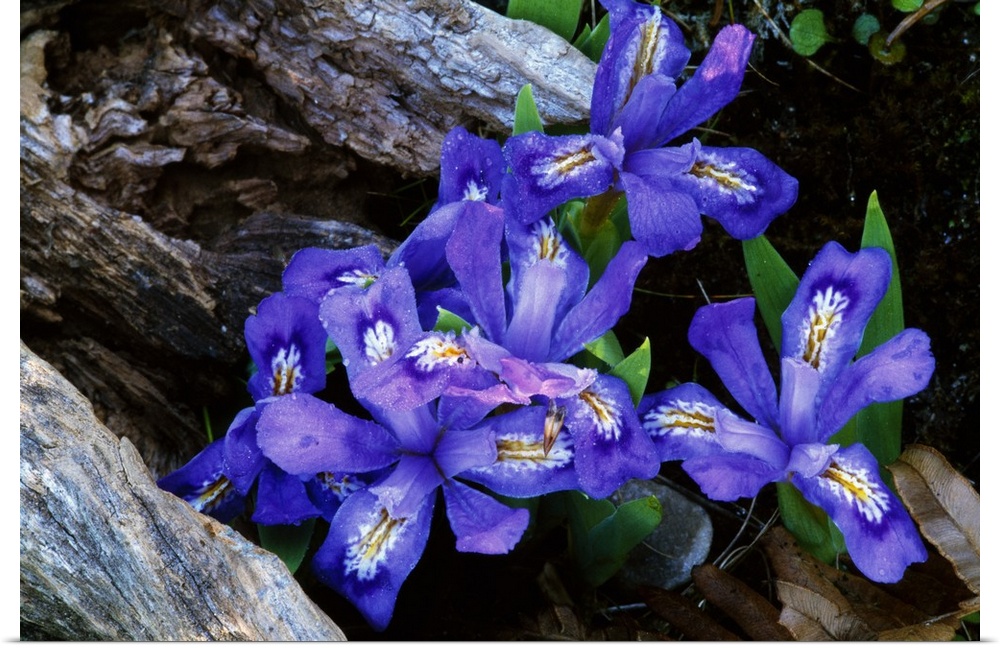 Photograph of flowers budding surrounded by dirt, leaves, and  wooden drift logs.