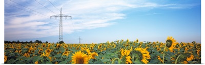 Electricity pylons in a field of Sunflowers (Helianthus annuus), Baden-Wurttemberg, Germany