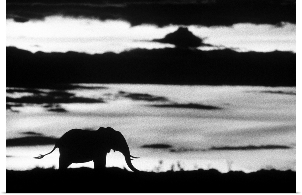 Big photo on canvas of the silohuette of an elephant standing in a field.