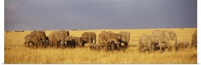 Elephant Herd Maasai Mara Kenya