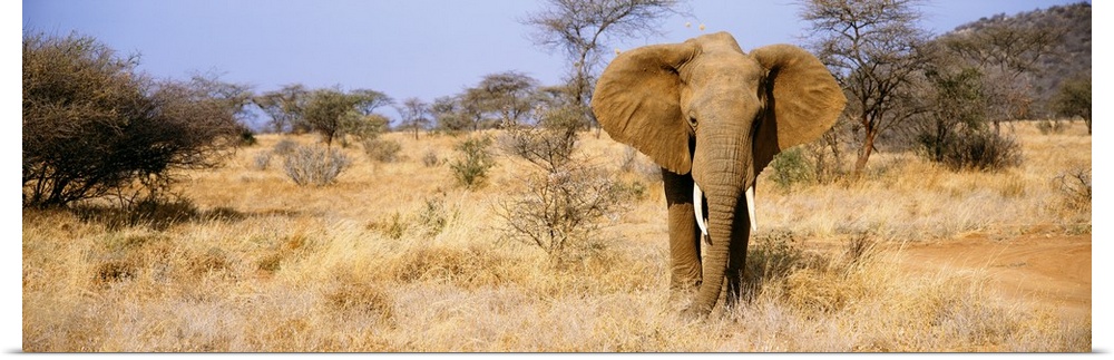 A large elephant stands in a dry field in Africa and is skewed to the right side of the wide angle picture.