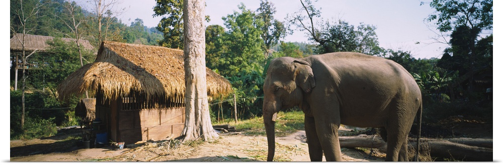 Elephant standing outside a hut in a village, Chiang Mai, Thailand