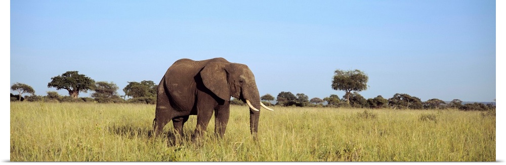 Elephant Tarangire Tanzania Africa