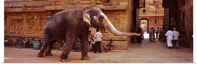 Elephant walking on the street, Tamil Nadu, India