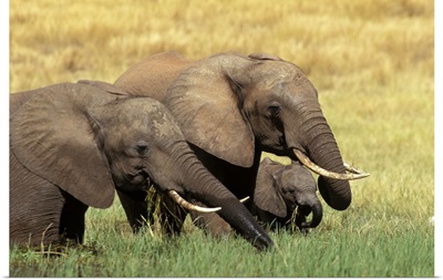 Elephants Eating in Africa