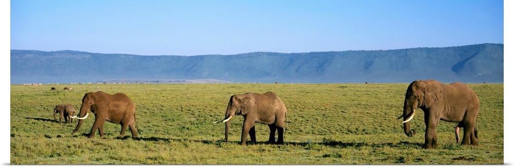 Elephants Ngorongoro Crater Tanzania Africa