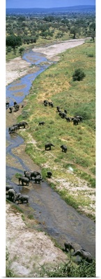 Elephants Tarangire River Tarangire Tanzania Africa