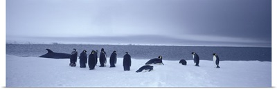 Emperor Penguins Ross Sea Antarctica