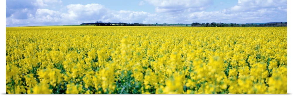 England, Wiltshire, Rape crop