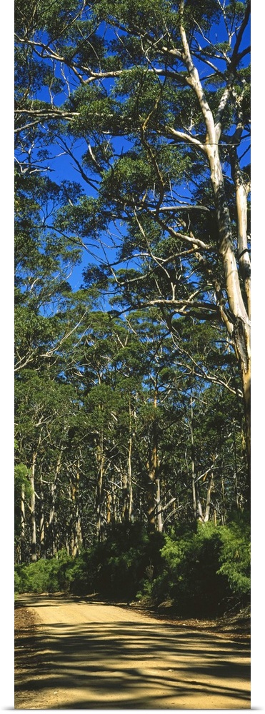 Eucalyptus trees in a forest, Australia