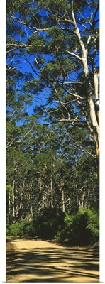 Eucalyptus trees in a forest, Australia