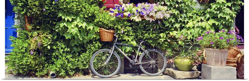 This panoramic decorative accent is a photograph of a bicycle with a basket leans against a foliage covered wall on a ston...