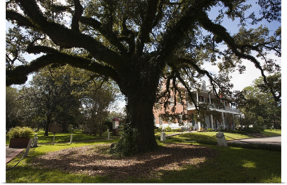 Evangeline oak tree in a garden, St. Martinville, St. Martin Parish, Louisiana