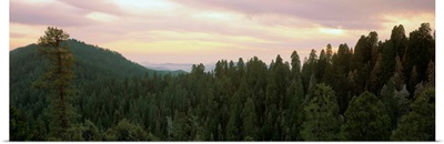 Evening Sequoia National Park CA