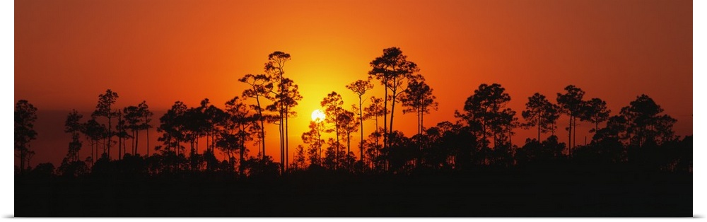 Panoramic image of the silhouettes of trees at sunset at the Everglades National Park in Florida.