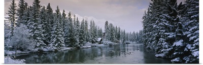 Evergreen trees covered with snow, Policemans Creek, Canmore, Alberta, Canada