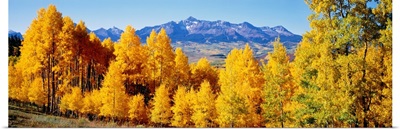 Fall Aspen Trees Telluride CO