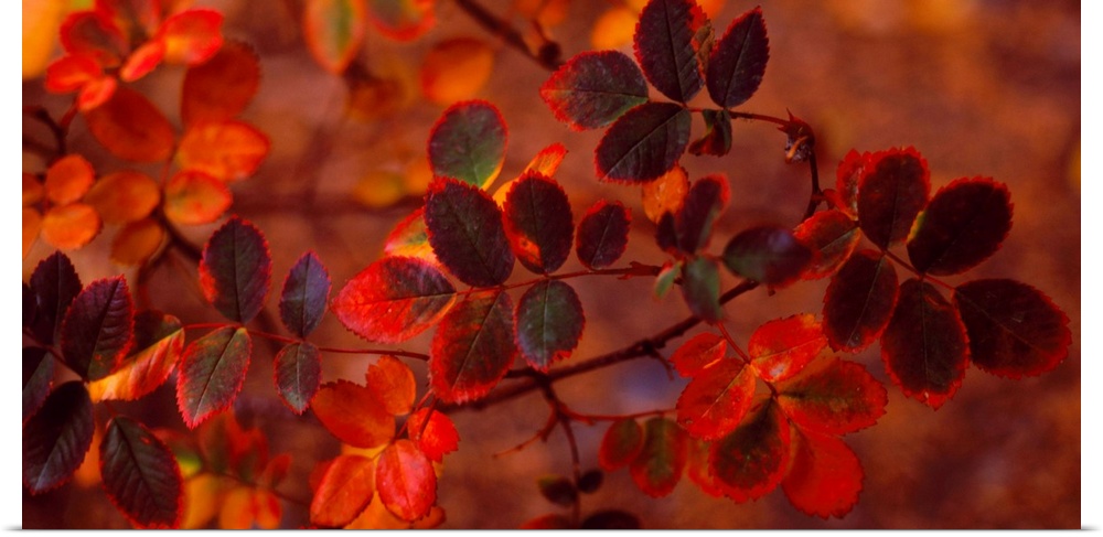 Panoramic photograph of up close branch full of autumn leaves in low lighting.