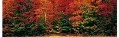 Fall Maple Trees