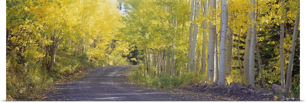 This large panoramic photograph shows a road that is lined with birch trees that have light green and yellow leaves.