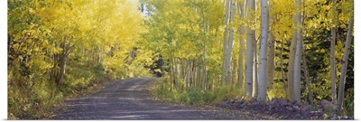 Fall road Telluride CO