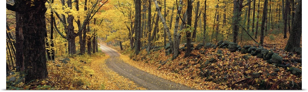 Panoramic photograph of a narrow road winding through a deciduous forest in New Hampshire in Autumn.