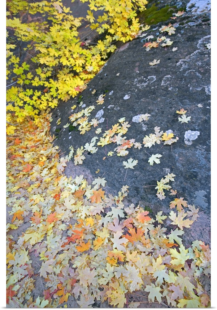 Fallen Autumn Color Maple Tree Leaves On Wet Rock