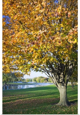 Fallen leaves around autumn color tree, Iowa