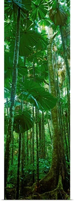 Fan palm trees in a forest, Daintree National Park, Queensland, Australia