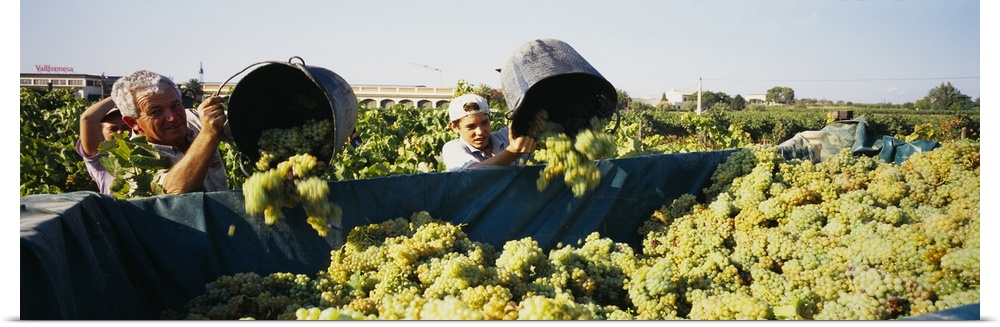 Farmers pouring grapes from buckets in a truck in a vineyard, Spain